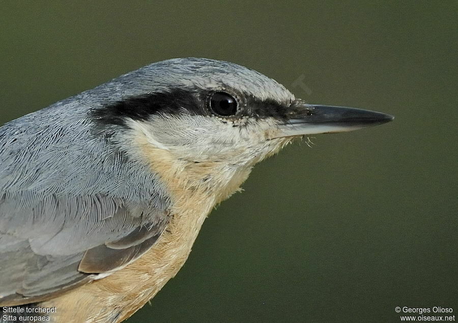 Eurasian Nuthatchadult breeding, identification