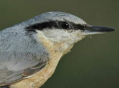 Eurasian Nuthatch