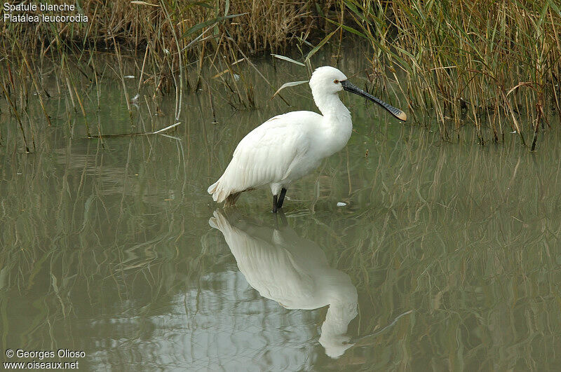 Eurasian Spoonbilladult