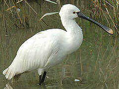 Eurasian Spoonbill