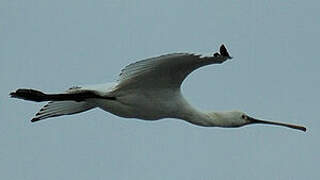 Eurasian Spoonbill