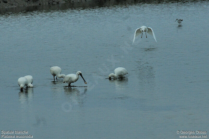 Eurasian Spoonbill