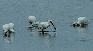 Eurasian Spoonbill