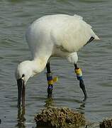 Eurasian Spoonbill