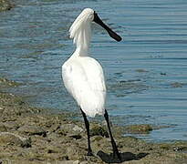 Royal Spoonbill