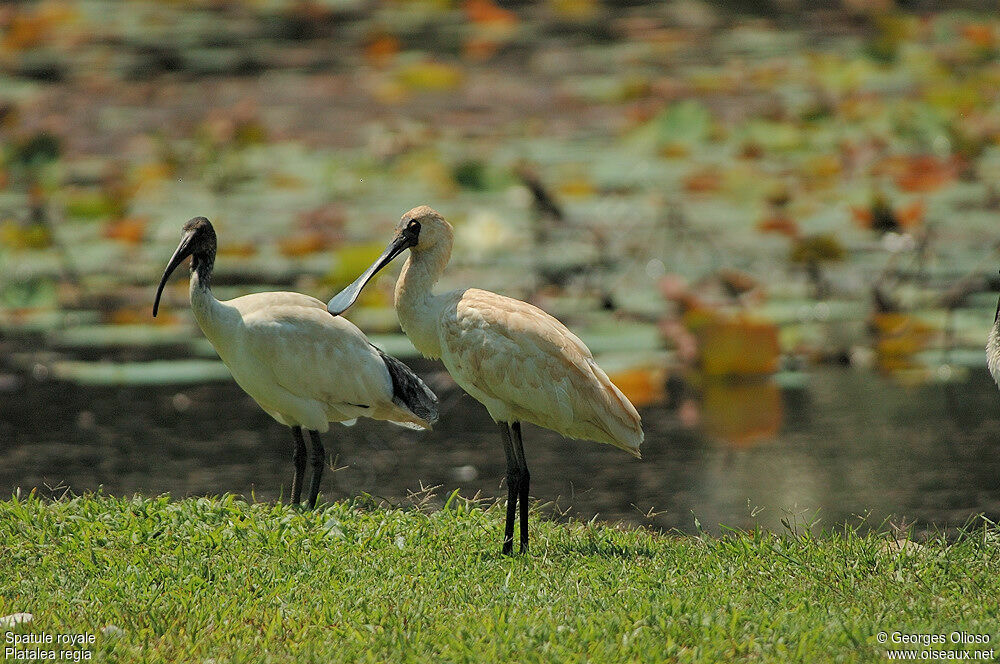 Spatule royaleimmature