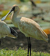 Royal Spoonbill