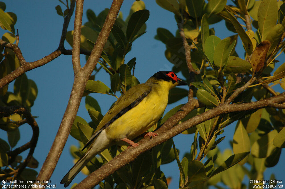 Australasian Figbird (flaviventris)