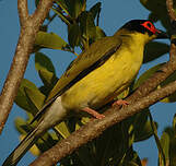 Sphécothère à ventre jaune