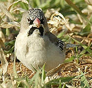 Scaly-feathered Weaver