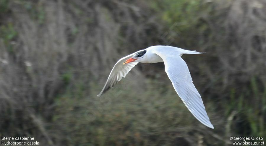 Caspian Ternadult post breeding, Flight