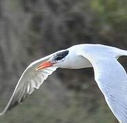 Caspian Tern