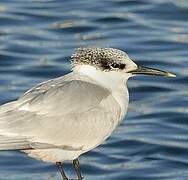 Sandwich Tern