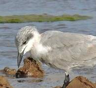 Gull-billed Tern