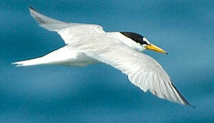 Little Tern