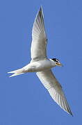 Little Tern