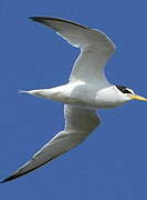 Little Tern