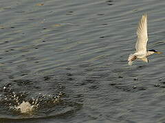 Little Tern