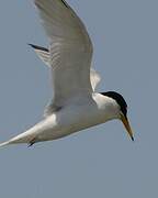 Little Tern