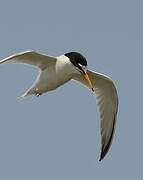 Little Tern