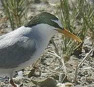 Little Tern