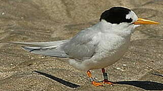 Fairy Tern