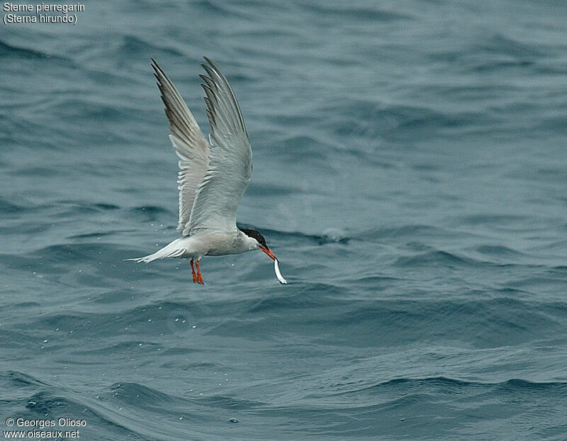 Common Tern