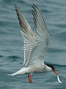 Common Tern