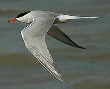 Common Tern