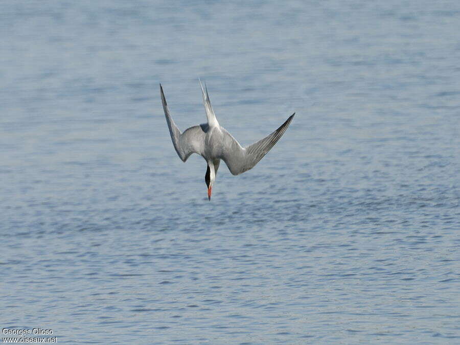 Sterne pierregarinadulte, pêche/chasse