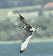 Common Tern