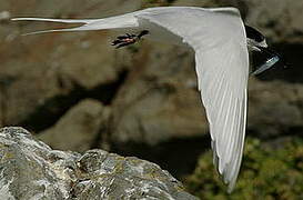 White-fronted Tern