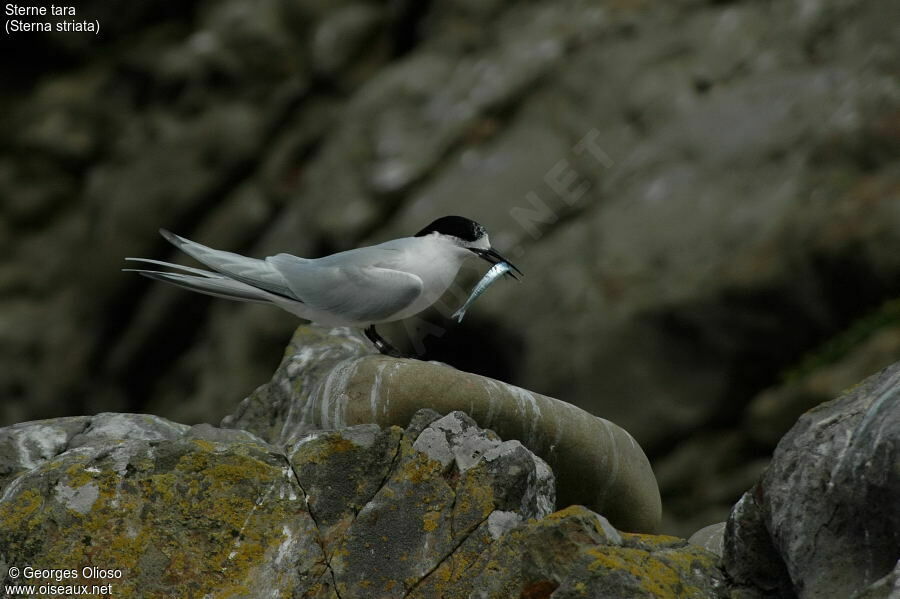 White-fronted Tern