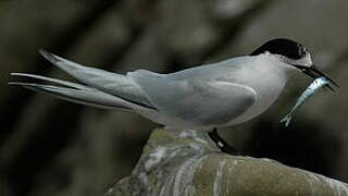 White-fronted Tern