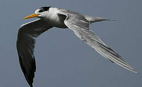 Lesser Crested Tern