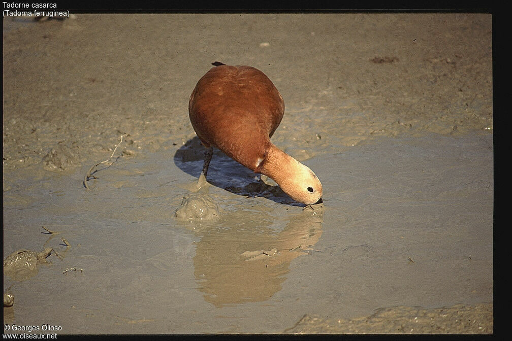 Ruddy Shelduck