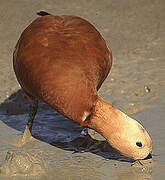 Ruddy Shelduck