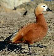 Ruddy Shelduck