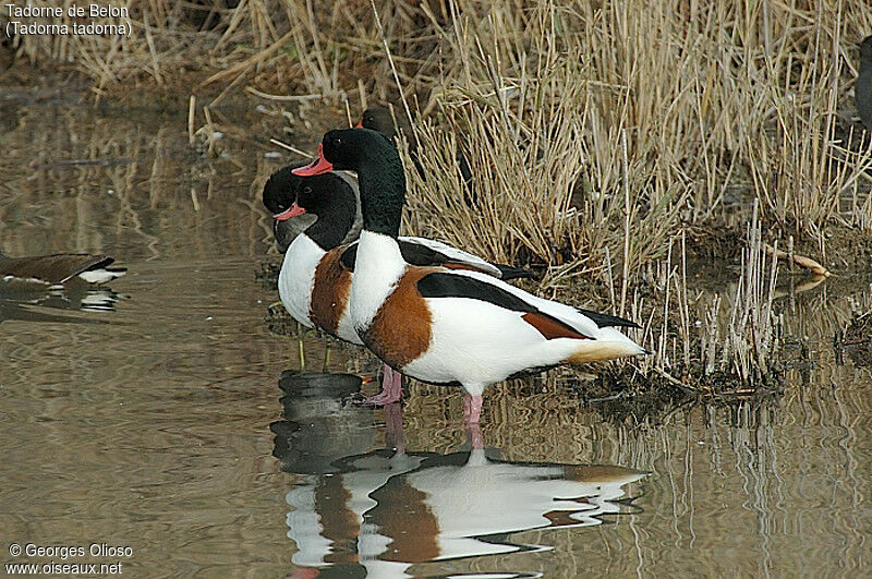 Common Shelduck