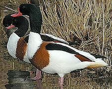 Common Shelduck