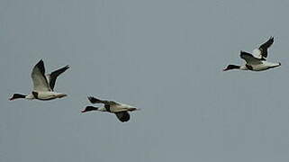 Common Shelduck