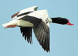 Common Shelduck