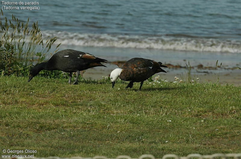 Paradise Shelduck