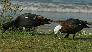 Paradise Shelduck