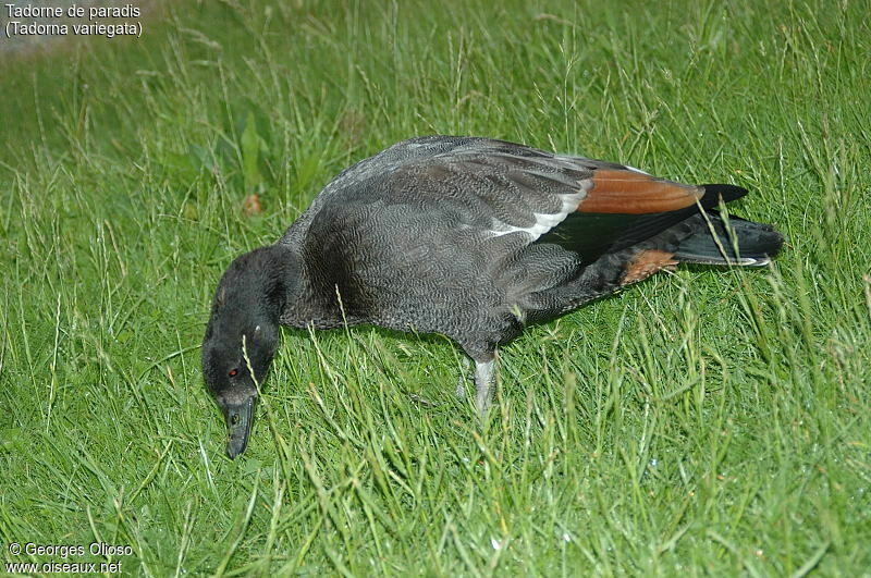 Tadorne de paradis