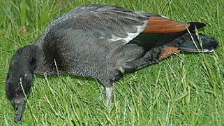 Paradise Shelduck