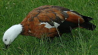 Paradise Shelduck