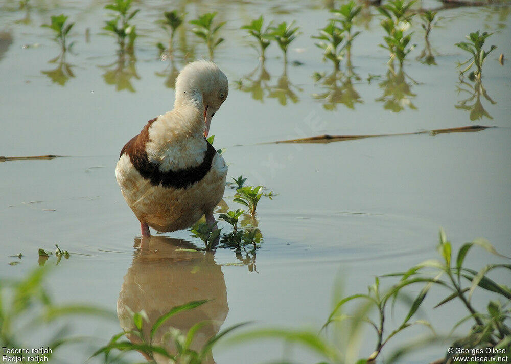 Radjah Shelduckadult breeding