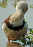 Raja Shelduck