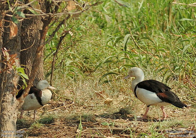 Radjah Shelduckadult